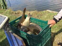 altele  - images1.jpeg